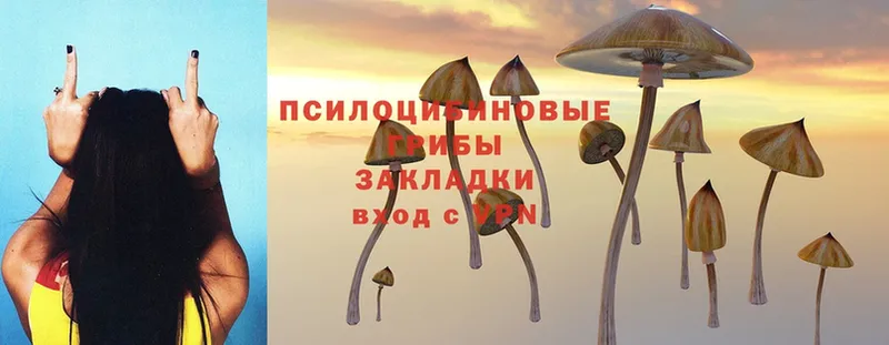 Псилоцибиновые грибы Magic Shrooms  Мосальск 